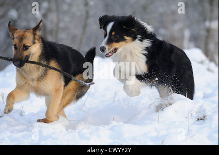 Zwei Hunde im Schnee spielen Stockfoto