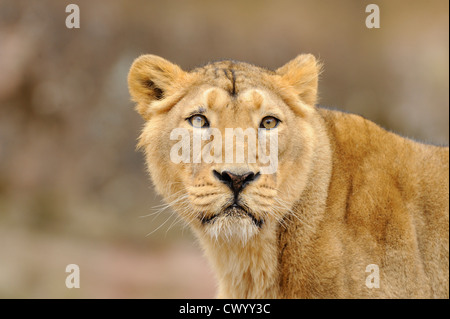 Asiatische Löwe (Panthera Leo Persica), Porträt Stockfoto