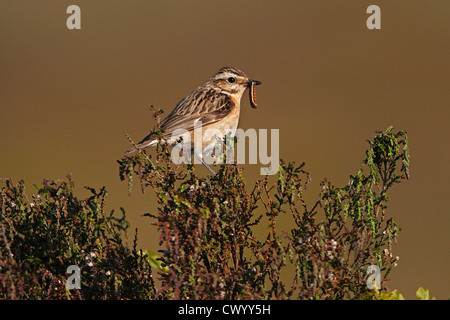 Weibliche Braunkehlchen (Saxicola Rubetra) thront auf Heather mit Caterpillar Nahrung für junge auf Moorland North Wales UK Juni 0608 Stockfoto