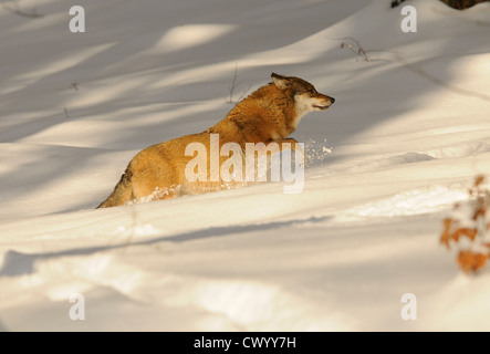 Eurasische Wolf (Canis Lupus) laufen im Schnee Stockfoto