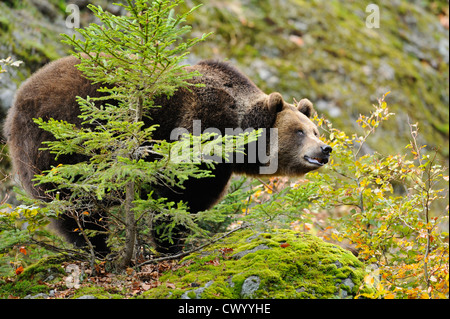 Eurasische Braunbären (Ursus Arctos Arctos) stehend Stockfoto