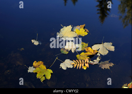 Herbstliches Laub schwimmt auf Wasser eines Sees Stockfoto