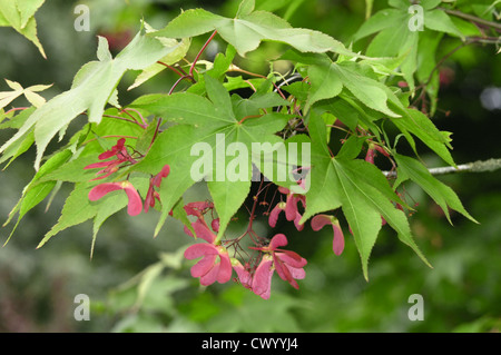 Glatte japanischer Ahorn Acer palmatum Stockfoto