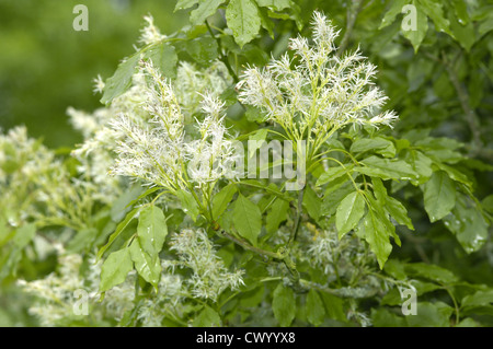 Manna-Esche Fraxinus ornus Stockfoto