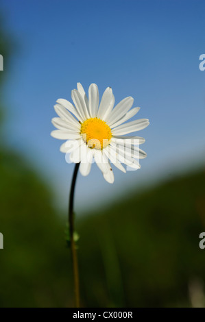 Oxeye Daisy (Leucanthemum Vulgare) Stockfoto