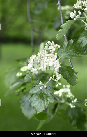 Schwedische Mehlbeere Sorbus intermedia Stockfoto