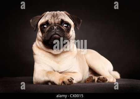 junger Mops Stockfoto