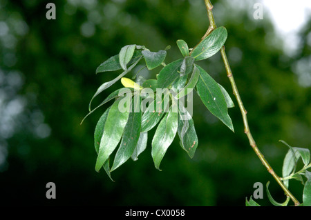 Caerulea Kricketschläger Weide Salix alba Stockfoto