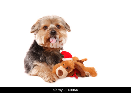 Yorkshire Terrier liegend Stockfoto