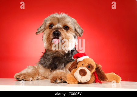 Yorkshire Terrier liegend Stockfoto