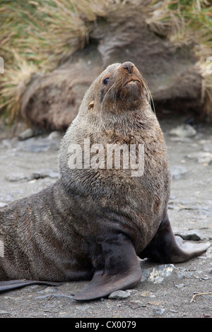 Antarktis-Seebär (Arctocephalus Gazella), Männchen an einem Strand auf Salisbury Plain auf South Georgia Island. Stockfoto