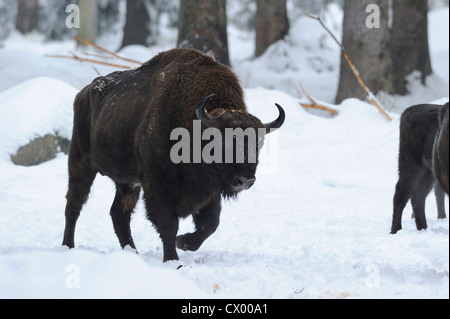 Wisent (Bison Bonasus) im Schnee Stockfoto