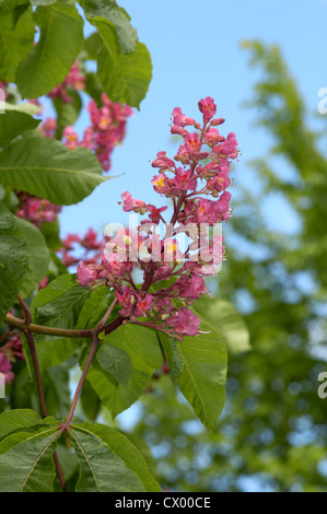 Rote Rosskastanie Aesculus x carnea Stockfoto