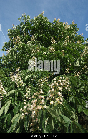 Rosskastanie Aesculus Hippocastanum, Hippocastanaceae Stockfoto