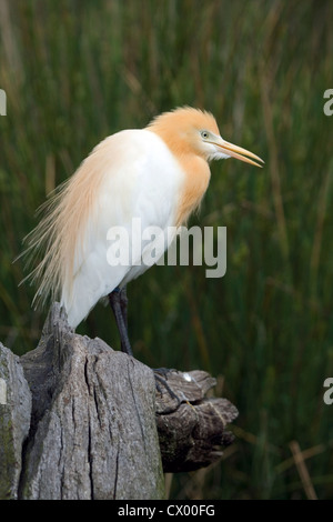 Kuhreiher (Bubulcus Ibis), Perth, Australien Stockfoto