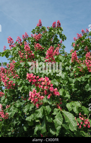 Rote Rosskastanie Aesculus x carnea Stockfoto