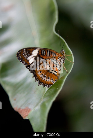 Orange Florfliege Schmetterling auf einem Blatt, Cairns, Australien Stockfoto