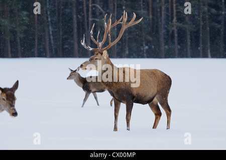 Rothirsch (Cervus Elaphus) im Schnee Stockfoto