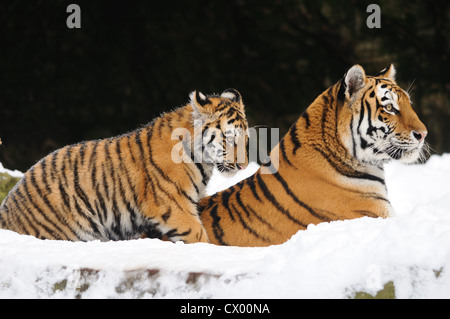 Junge sibirische Tiger (Panthera Tigris Altaica) mit Mutter im Schnee Stockfoto