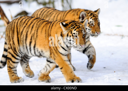 Zwei junge sibirische Tiger (Panthera Tigris Altaica) Wandern im Schnee Stockfoto