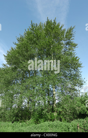 Hybrid zwischen östlichen und westlichen Balsam-Pappeln Populus Trichocarpa x balsamifera Stockfoto