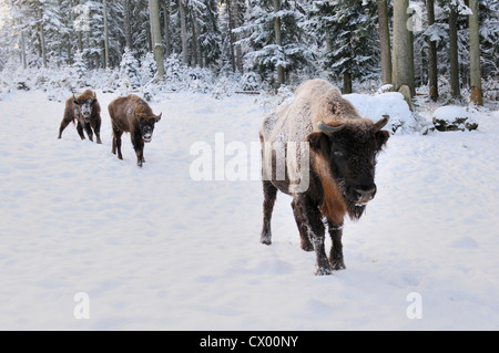 Wisente (Bison Bonasus) im Schnee Stockfoto