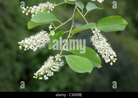 Rum Cherry (Kirsche) Prunus Serotina (Rosengewächse) Stockfoto
