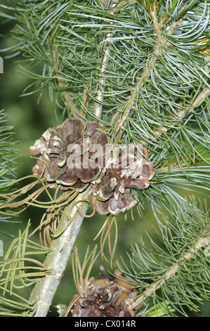 Japanische Weymouths-Kiefer Pinus parviflora Stockfoto