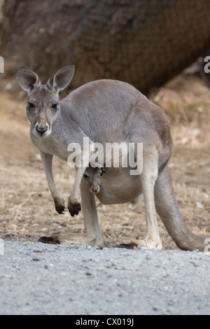 Känguru Mutter & Joey am Straßenrand, Adelaide, Australien Stockfoto