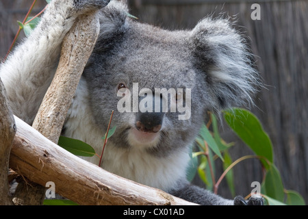 Koala festhalten an Ästen, Australien Stockfoto