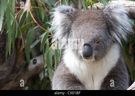 Koala in den Eukalyptus-Blätter, Australien Stockfoto