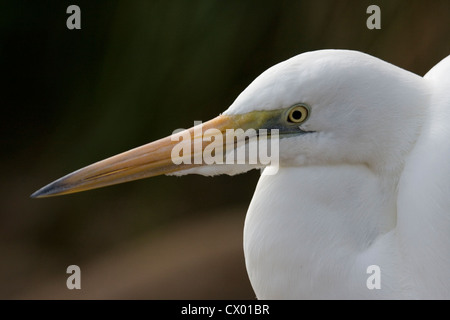 Schuss in den Kopf von der eleganten Silberreiher Stockfoto