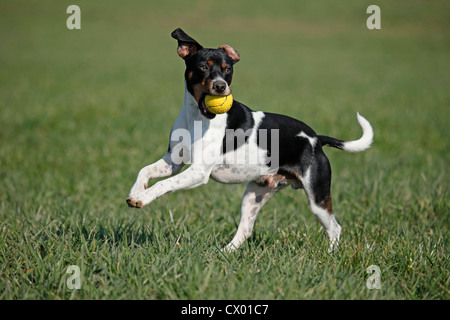 Dansk Svensk Gaardshund Stockfoto