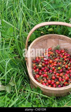 Rosa Rubiginosa. Rosa rose hip 'Eglantine' in einem hölzernen Korb Stockfoto