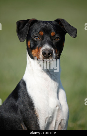 Dansk Svensk Gaardshund Stockfoto