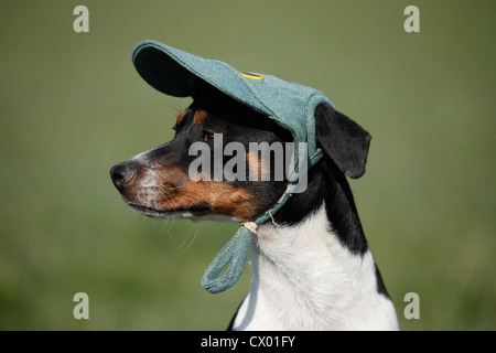 Dansk Svensk Gaardshund Stockfoto