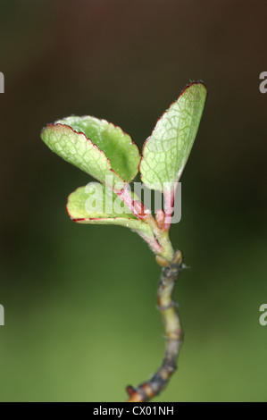 Zwerg-Weide Salix Herbacea (Salicaceae) Stockfoto