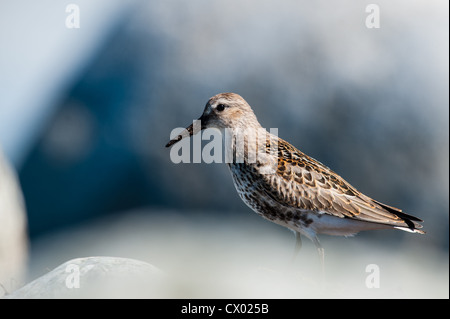 Die Alpenstrandläufer Calidris Alpina, ist ein kleiner Watvogel. Am Sele auf Jæren, Norwegen. Stockfoto