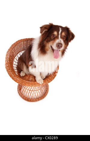 Australian Shepherd zu sitzen Stockfoto