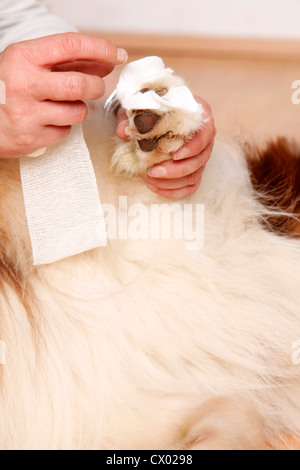 Australian Shepherd Stockfoto