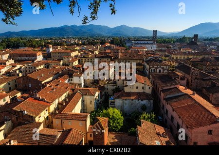 Die Dächer von Lucca als vom Torre Guinigi in der Toskana, Italien Stockfoto