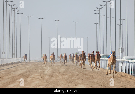 Renn-Kamele in Doha. Katar, Nahost Stockfoto