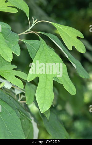 Sassafras Sassafras Albidum (Lauraceae) Stockfoto