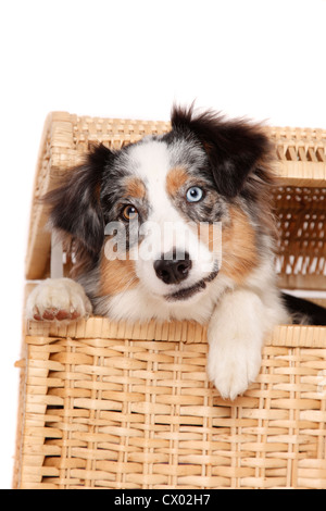 Australian Shepherd-Portrait Stockfoto