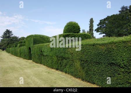 Gemeinsamen Eibe Taxus Baccata Bachufer Stockfoto