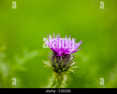 Landschaft Makro Nahaufnahme von Distel Blume Blütenstandsboden Crispus, die Rahmengenähte Distel, auf grünem Hintergrund jedoch unscharf. Stockfoto