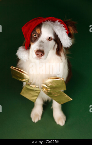 Australian Shepherd zu sitzen Stockfoto