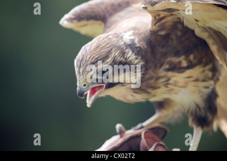 Wanderfalke landet, Tasmanien, Australien Stockfoto