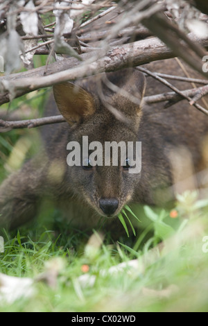 Wallaby versteckt sich unter den Zweigen, Mittagessen, Hobart, Tasmanien Stockfoto