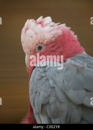 Papagei Rosakakadu (Eolophus Roseicapilla) gegen braunen Hintergrund, Australien Stockfoto